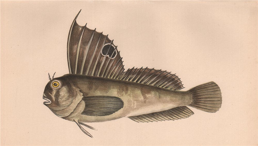 BUTTERFLY BLENNY. Blennius Bellonii/ocellaris, Butterfly Fish. COUCH 1862